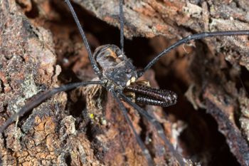 Media type: image;   Invertebrate Zoology 133454